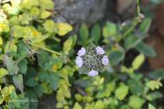 Nelsonia canescens